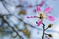 Silk floss tree flower background. Royalty Free Stock Photo