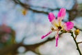 Silk floss tree flower background. Royalty Free Stock Photo