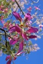 Silk floss tree flowers, Ceiba speciosa or Chorisia speciosa