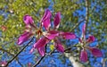 Silk floss tree flowers, Ceiba speciosa or Chorisia speciosa