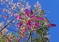 Silk floss tree flowers, Ceiba speciosa or Chorisia speciosa