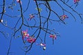 Silk floss tree flowers, Ceiba speciosa or Chorisia speciosa