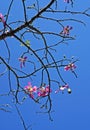 Silk floss tree flowers, Ceiba speciosa or Chorisia speciosa