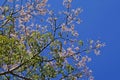 Silk floss tree flowers, Ceiba speciosa or Chorisia speciosa