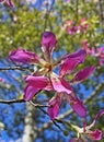 Silk floss tree flowers, Ceiba speciosa or Chorisia speciosa