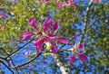 Silk floss tree flowers, Ceiba speciosa or Chorisia speciosa