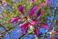 Silk floss tree flowers, Ceiba speciosa or Chorisia speciosa