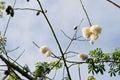 Silk Floss Tree Royalty Free Stock Photo
