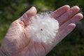 Silk floss tree seed, Ceiba speciosa or Chorisia speciosa, and a mass of fibrous