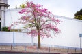 Silk floss tree on the street of Lisbon city, Portugal