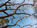 Silk floss tree with yellow flowers against blue sky Royalty Free Stock Photo