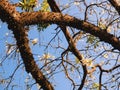 Silk floss tree yellow flowers and thorny trunk against blue sky Royalty Free Stock Photo