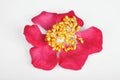 Silk flower Royalty Free Stock Photo