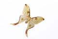 Silk Moth (Argema mittrei) Royalty Free Stock Photo