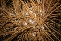 Silk moth cocoons Royalty Free Stock Photo