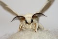 Silk moth with silk Royalty Free Stock Photo