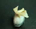 Silk Moth on Silk Cocoon