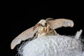 Silk moth on a white silk cocoon - macro shot