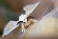 Silk moth on yellow silk cocoon