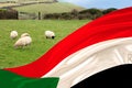 The silk national flag of the state of Sudan flutters in the soft folds of the wind, in the background white sheep graze in the