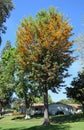 Silk Oak tree or Grevillea robusta in Laguna Woods,Caifornia.