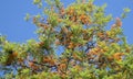 Silk Oak tree or Grevillea robusta in Laguna Woods,Caifornia. Royalty Free Stock Photo