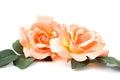 Silk orange roses Royalty Free Stock Photo