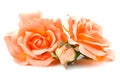 Silk orange roses