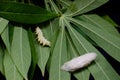 Silkworm on gree leaf
