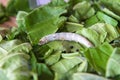 Silk Production Process, Silkworm with mulberry green leaf Royalty Free Stock Photo