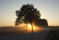 Foggy road with the sunbeams through the trees