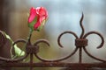 Silk rose on rusted fence