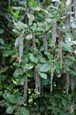 Silk tassel bush, Garrya elliptica Royalty Free Stock Photo