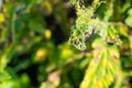 Silk thread on a devoured nettle leaf after a caterpillar of a peacock butterfly close-up