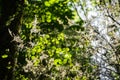 Silk thread webs on a tree with spindle ermine moth infestation