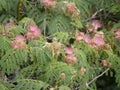 A silk tree blooms in a city Park on a Sunny summer day. Pink and white albizia flowers on a background of green leaves . Royalty Free Stock Photo