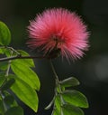 Silk Tree Flower