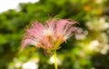 Silk tree flower and the sun light background Royalty Free Stock Photo