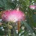 Silk tree flowers and seed pods - Albizia julibrissin Closeup. Royalty Free Stock Photo