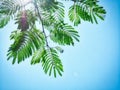 Silk Tree Leaves Royalty Free Stock Photo