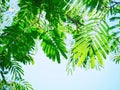 Silk Tree Leaves Royalty Free Stock Photo