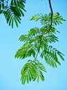 Silk Tree Leaves Royalty Free Stock Photo