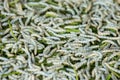 Silk Worm eating leaf Indian mulberry. Background ,