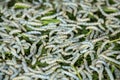 Silk Worm eating leaf Indian mulberry. Background