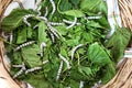 Silk worms on the leaves