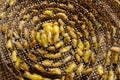 Silk worms nest in bamboo basket