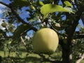 Silken apple in an apple tree