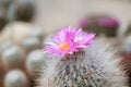 Silken pincushion cactus, Mammillaria bombycina, close-up pink flowers Royalty Free Stock Photo