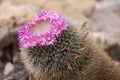 Silken pincushion cactus, Mammillaria bombycina, pink flowers