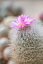 Silken pincushion cactus, Mammillaria bombycina, pink inflorescence Royalty Free Stock Photo